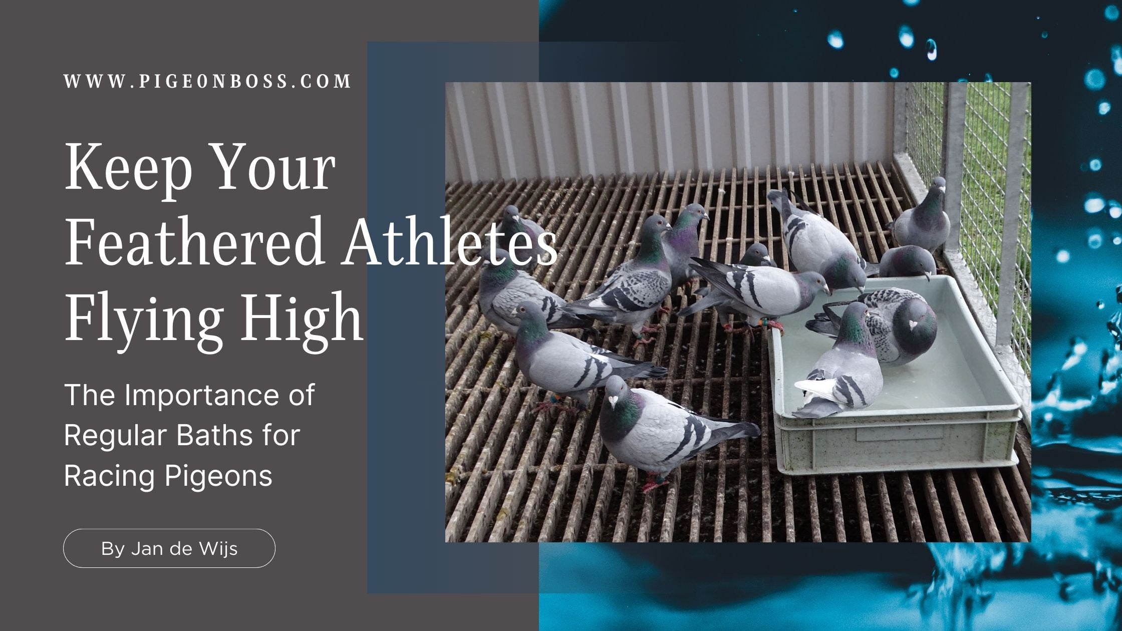 Keep Your Feathered Athletes Flying High: The Importance of Regular Baths for Racing Pigeons 