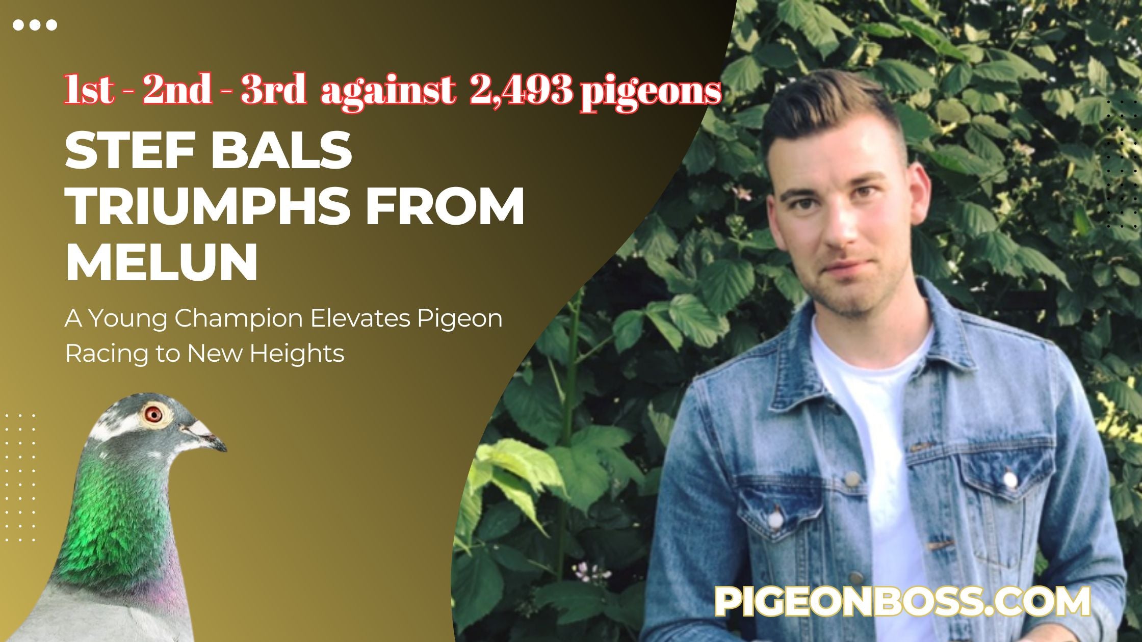 Stef Bals Triumphs from Melun: A Young Champion Elevates Pigeon Racing to New Heights