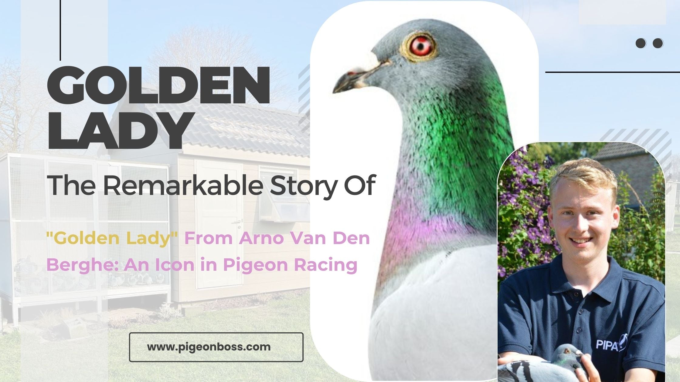 The Remarkable Story of "Golden Lady" From Arno Van Den Berghe: An Icon in Pigeon Racing