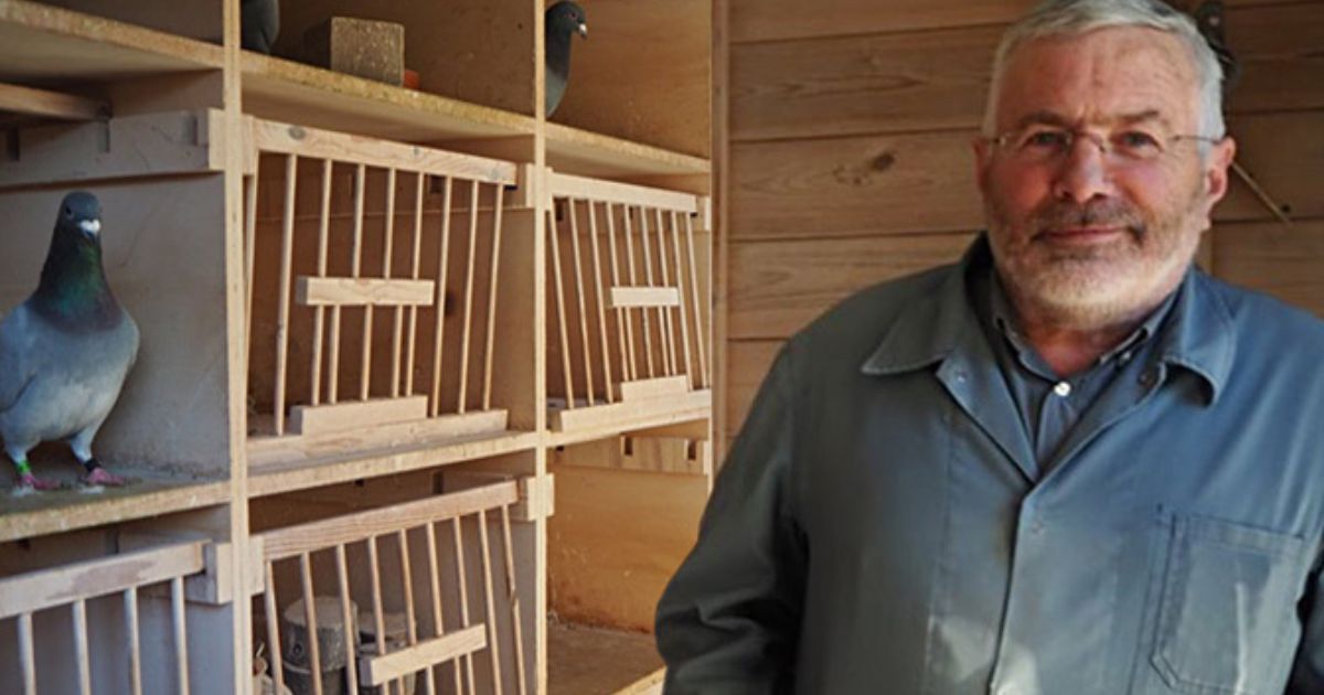 Dirk van den Bulck, racing pigeons for sale
