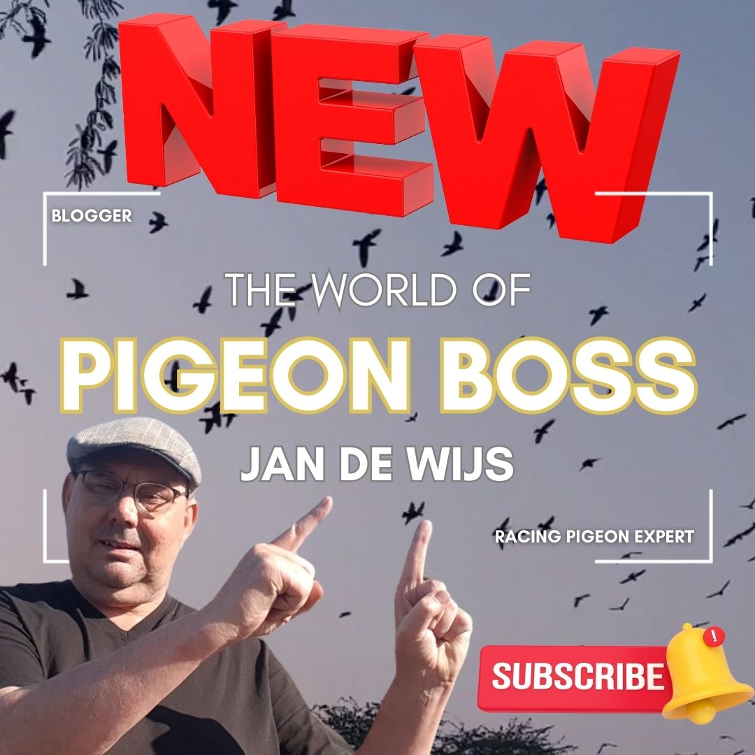 Pigeon boss video intro instagram post 1