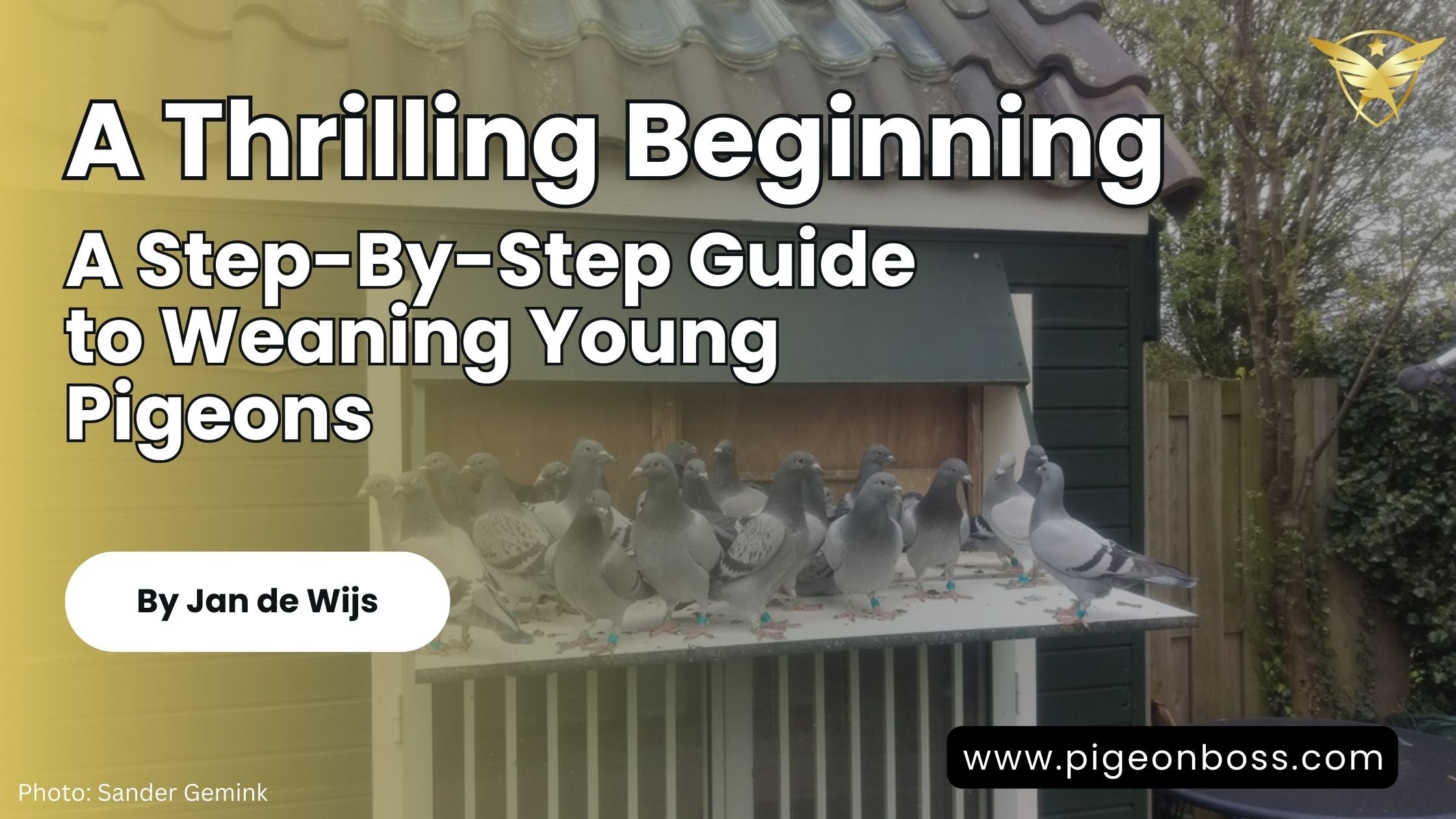 A Thrilling Beginning: A Step-By-Step Guide to Weaning Young Pigeons