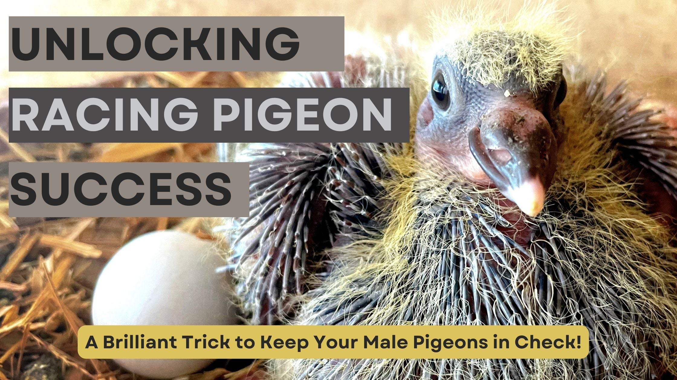 Unlocking Pigeon Racing Success: A Brilliant Trick to Keep Your Male Pigeons in Check!