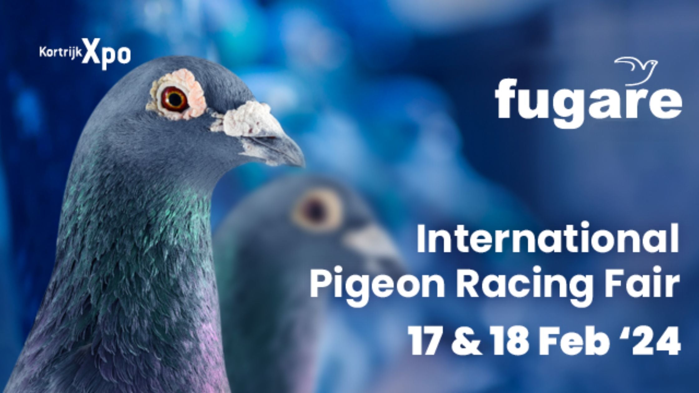 Fly with us to Fugare 2024: The Ultimate Pigeon Fest in Kortrijk! 