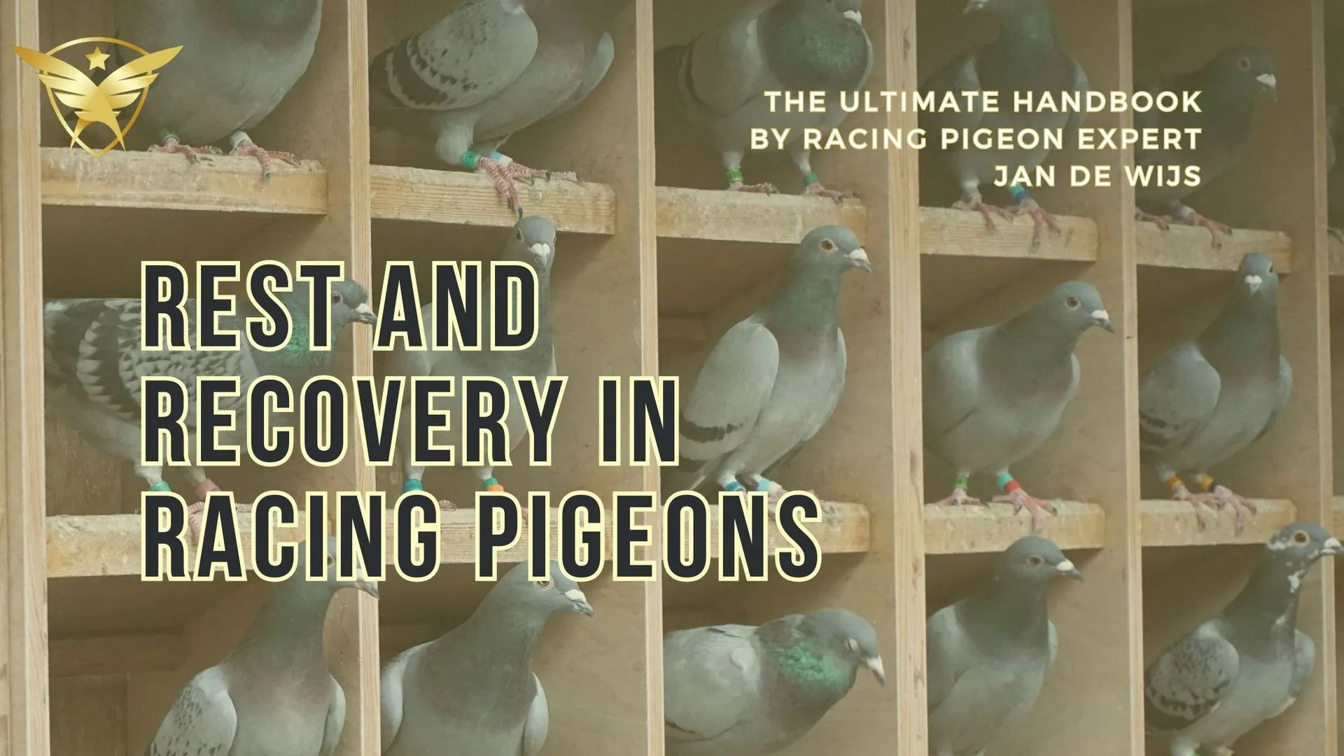 The Ultimate Handbook for Rest and Recovery in Racing Pigeons