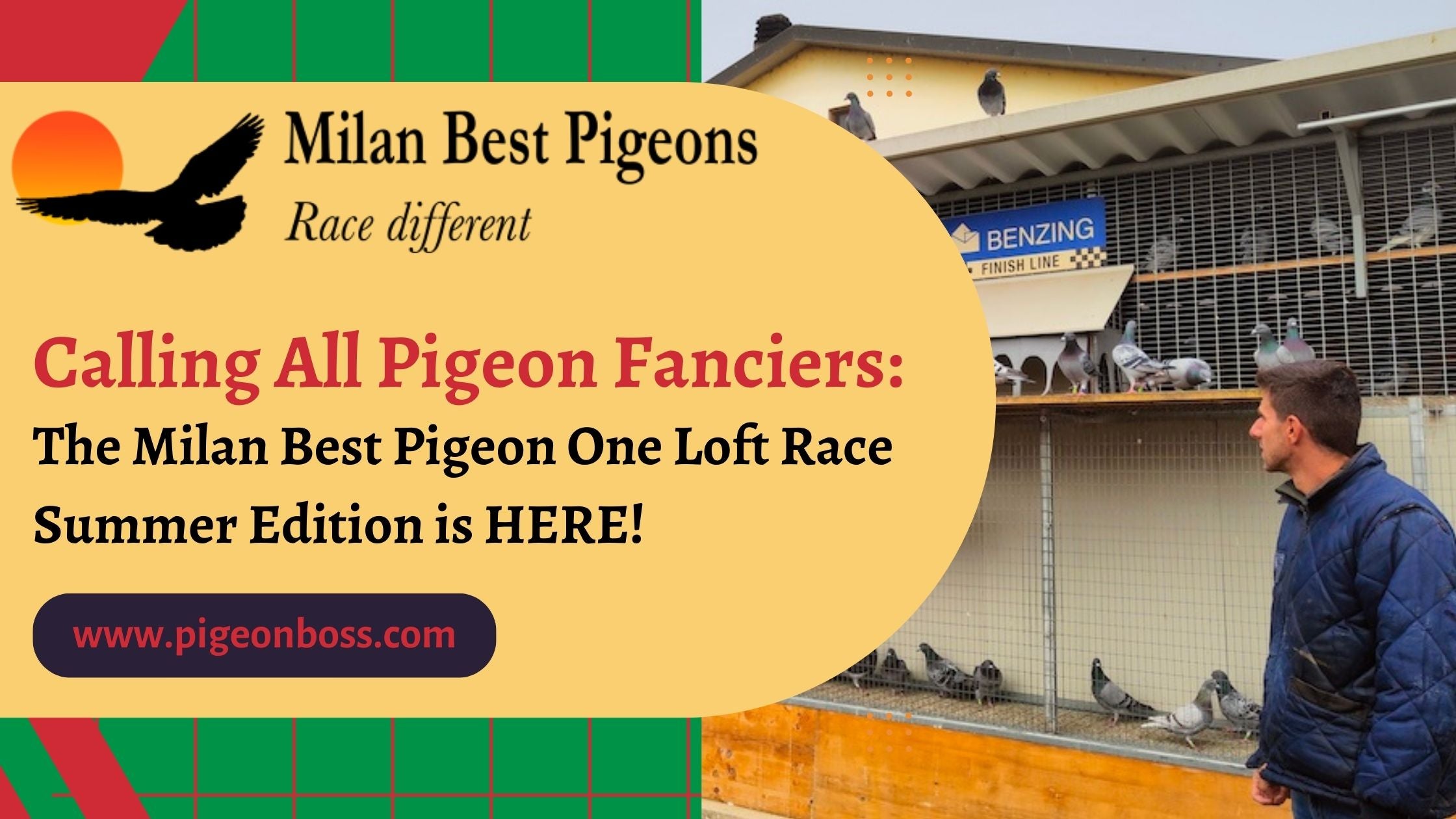 Calling All Pigeon Fanciers: The Milan Best Pigeon One Loft Race Summer Edition is HERE!