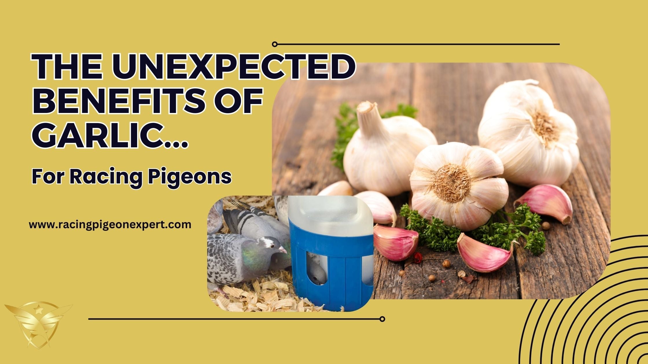 The Unexpected Benefits of Garlic for Racing Pigeons in Pigeon Sports