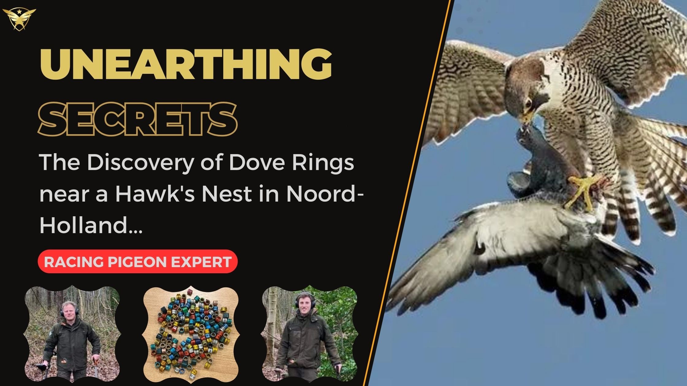 Unearthing Secrets: The Discovery of Dove Rings near a Hawk's Nest in Noord-Holland 