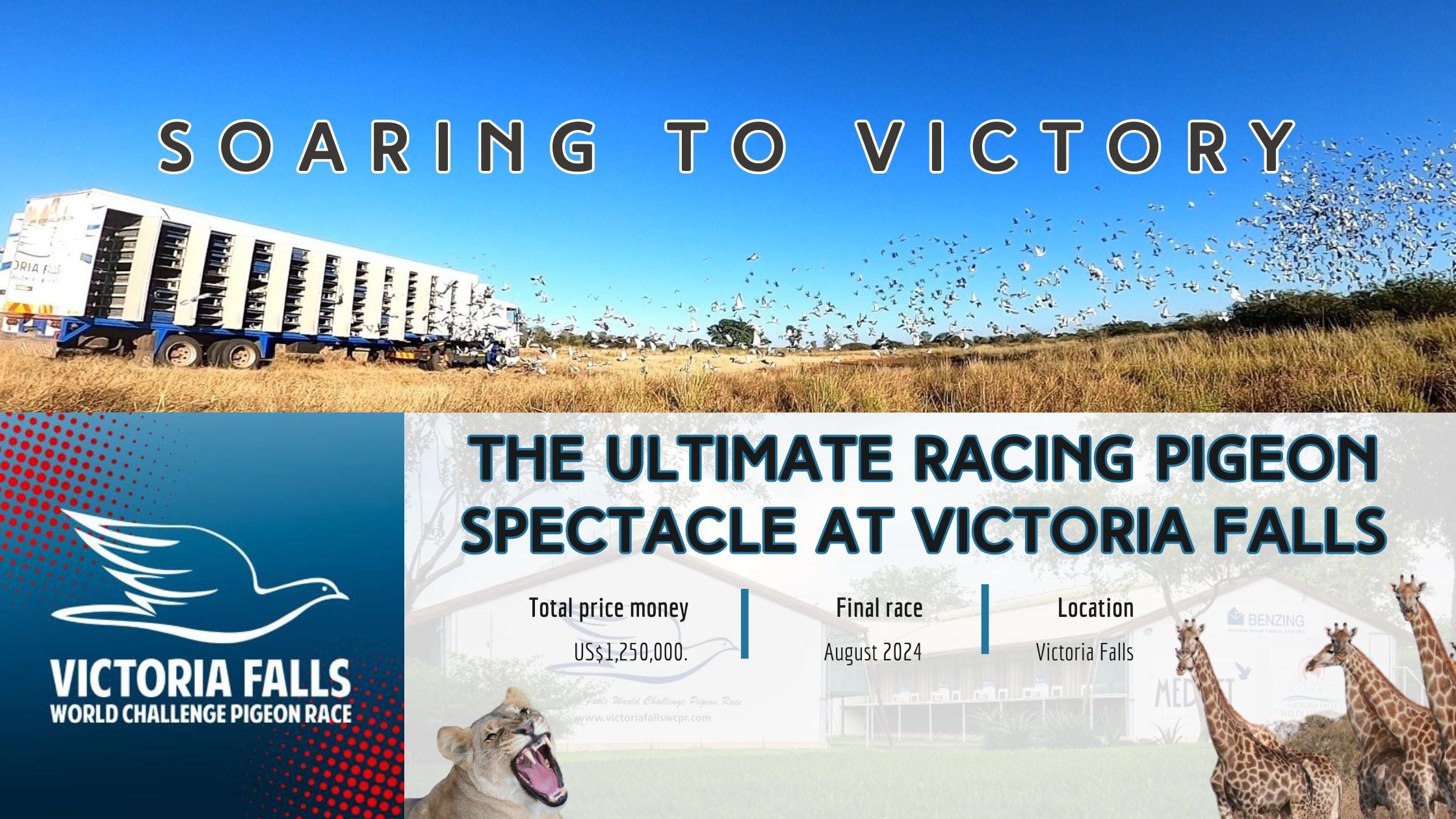 Soaring to Victory: The Ultimate Racing Pigeon Spectacle at Victoria Falls