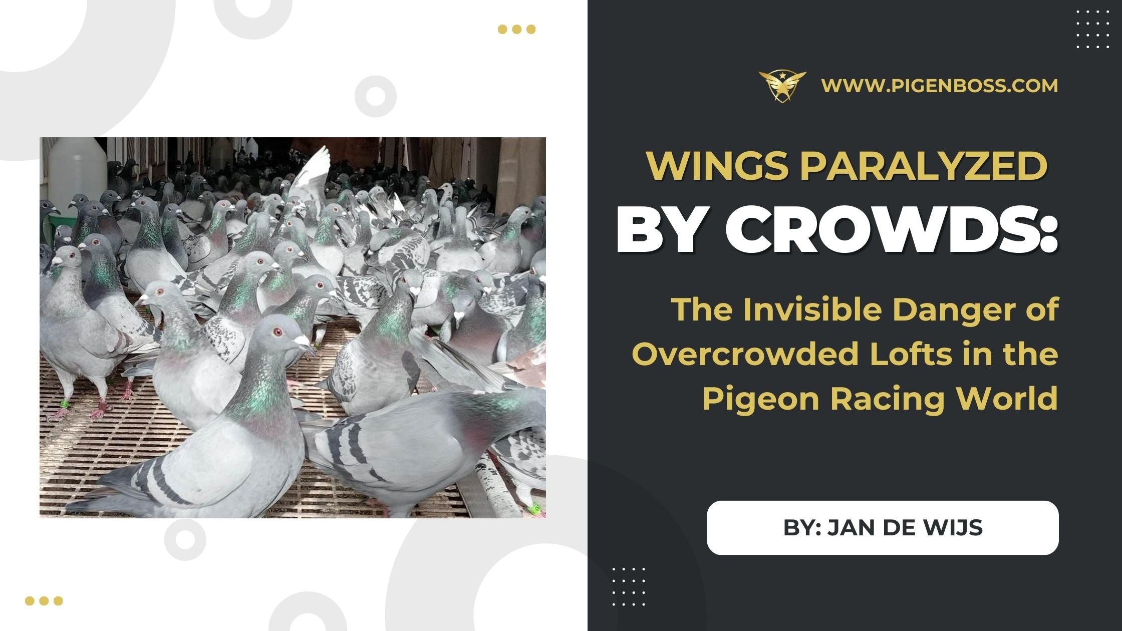 Wings Paralyzed by Crowds: The Invisible Danger of Overcrowded Lofts in the Pigeon Racing World
