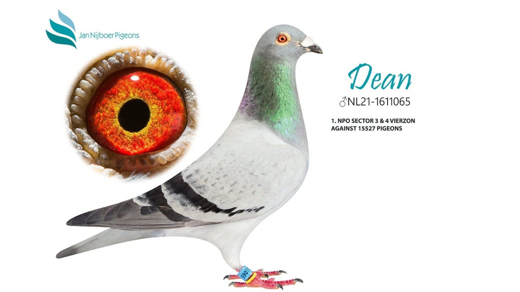 nl-21-1611065-dean-blog-banner-high