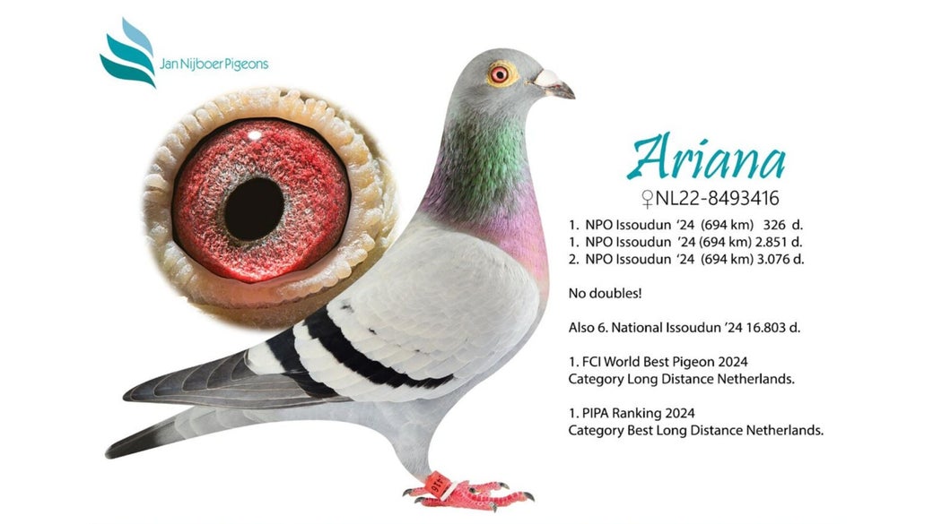 nl-22-8493416-ariana-blog-banner-high
