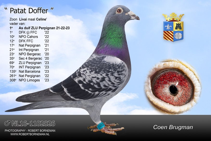 patat-doffer-high
