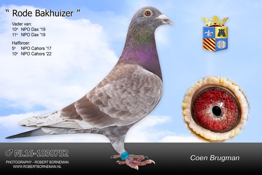 rode-bakhuizer-high