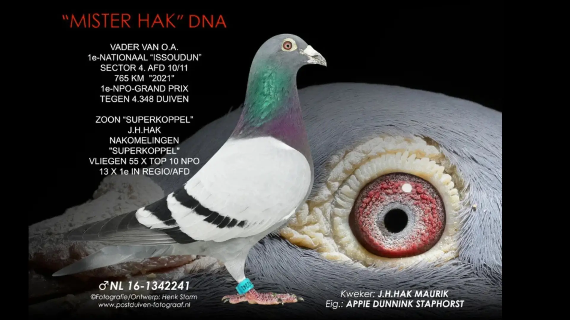NL.16-1342241 Mister Hak