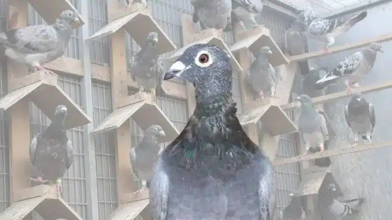 The Molt is King: The Secret Weapon for Successful Pigeon Racing