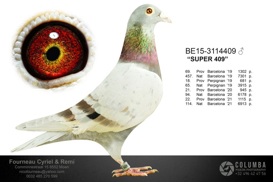 be15-3114409_blanktxtprint-high
