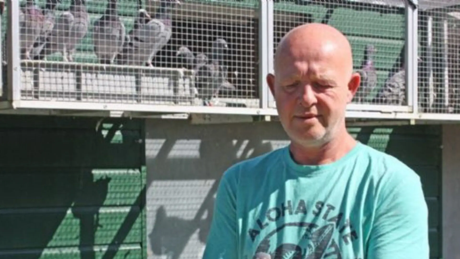 Coen Brugman | Meet Miranda, The Champion Racing Pigeon That’s Turning Heads Worldwide!