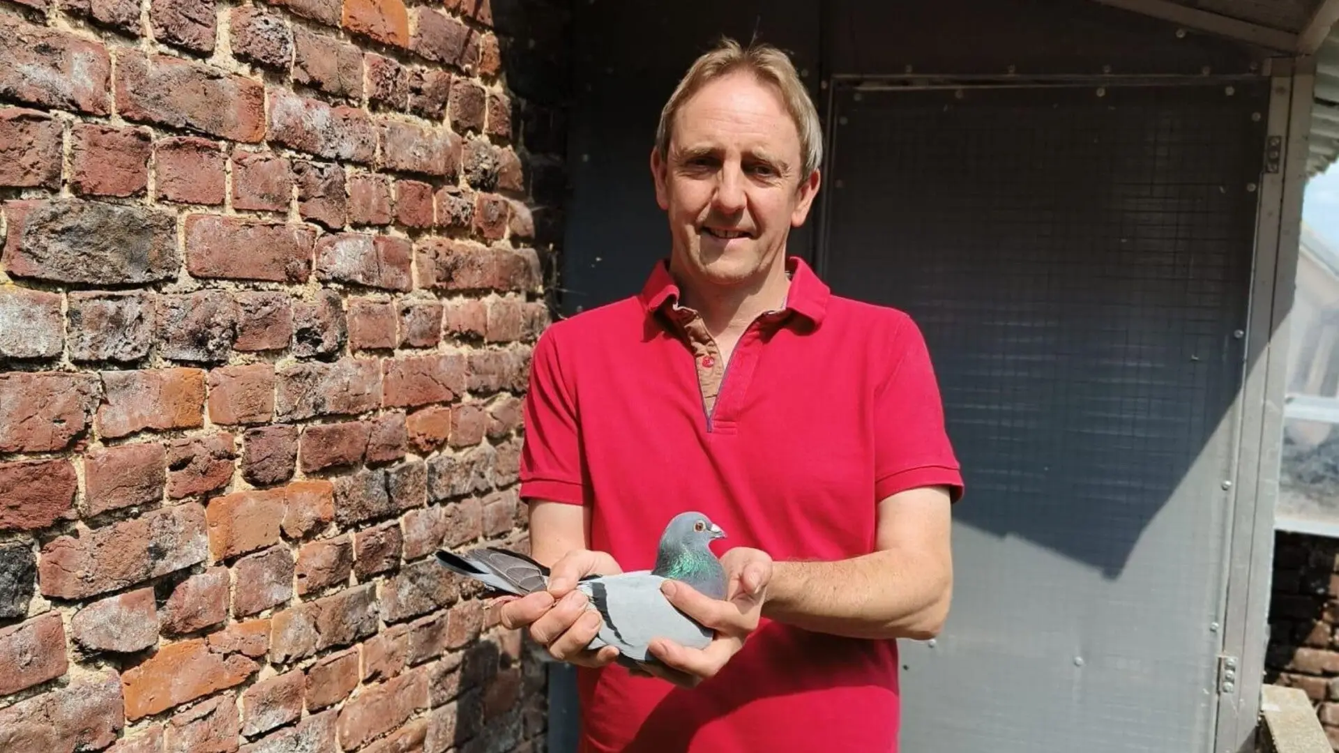 Nico Fourneau | B.17-3089040 “SUPER 040”: Champions in Belgian Racing Pigeon Sport