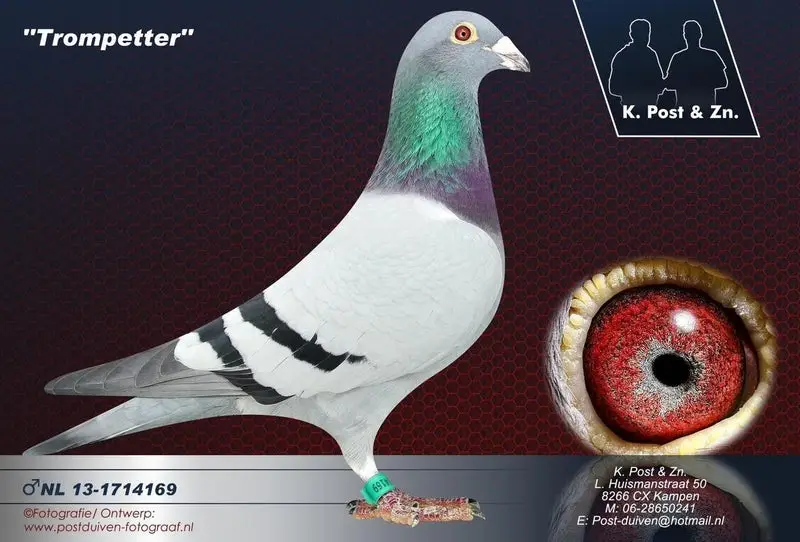nl-13-1714169-trompetter-high