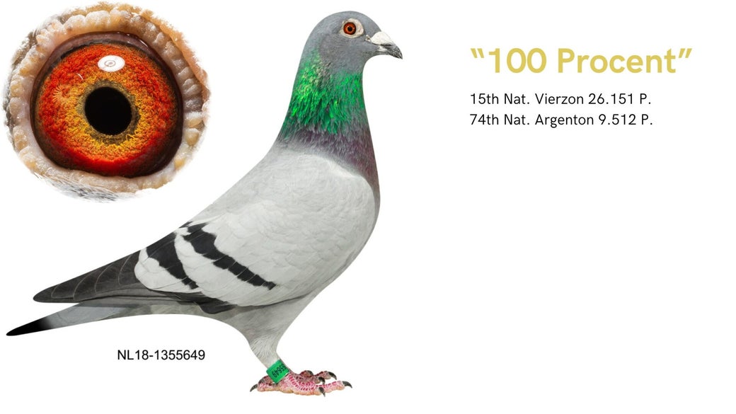 nl-18-1355649-100-procent-high