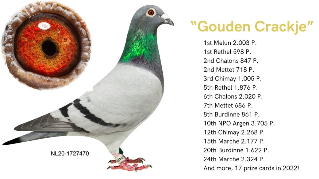 nl-20-1727470-gouden-crackje-high
