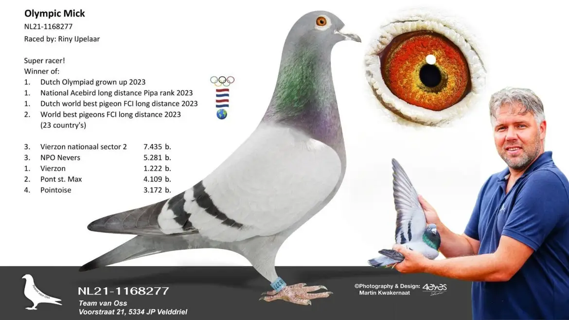 Profile photograph of the elite long-distance champion Olympic Mick (NL21-1168277) from Team van Oss, featuring his list of national and international achievements, an insert of his rich orange-red eye sign, and a picture of pigeon fancier Irving van Oss gently holding the bird to display its wing.