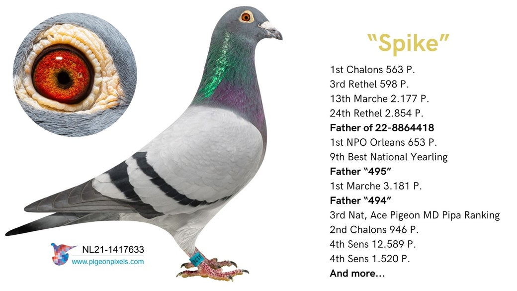 nl-21-1417633-spike-high