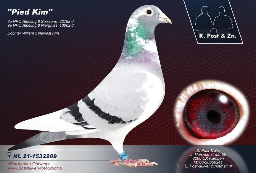 nl-21-1532289-pied-kim-high-v40qlo
