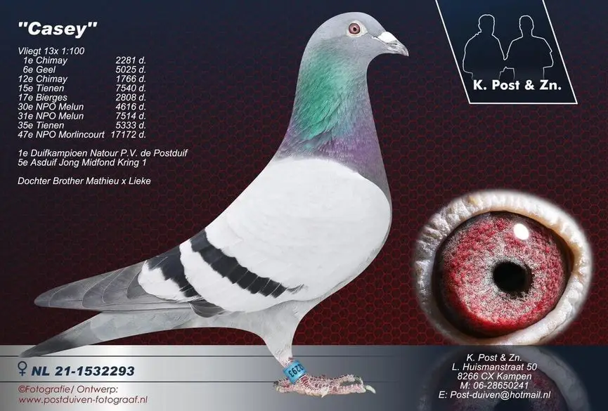 nl-21-1532293-casey-high
