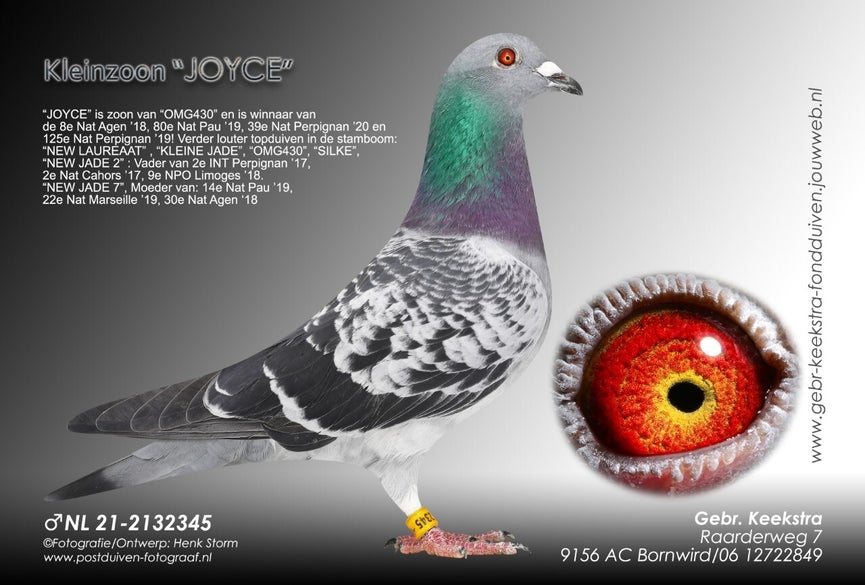 nl-21-2132345-high