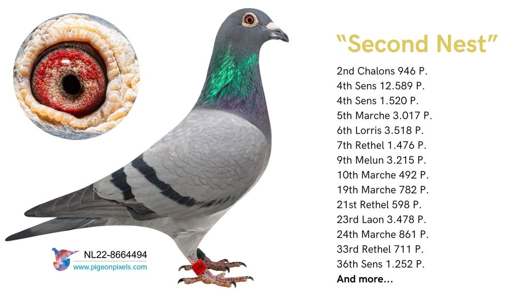 nl-22-8664494-second-nest-high