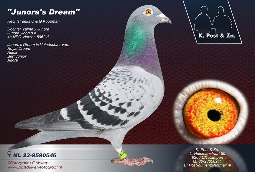 nl23-9590546-junora-s-dream-high