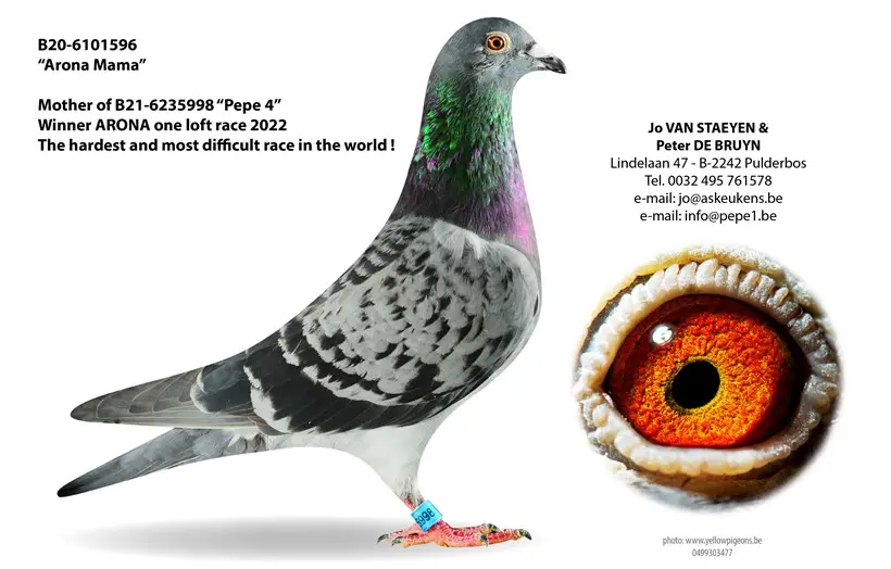 B.20-6101596 - Arona Mama