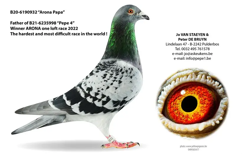 B.20-6190932 - Arona Papa