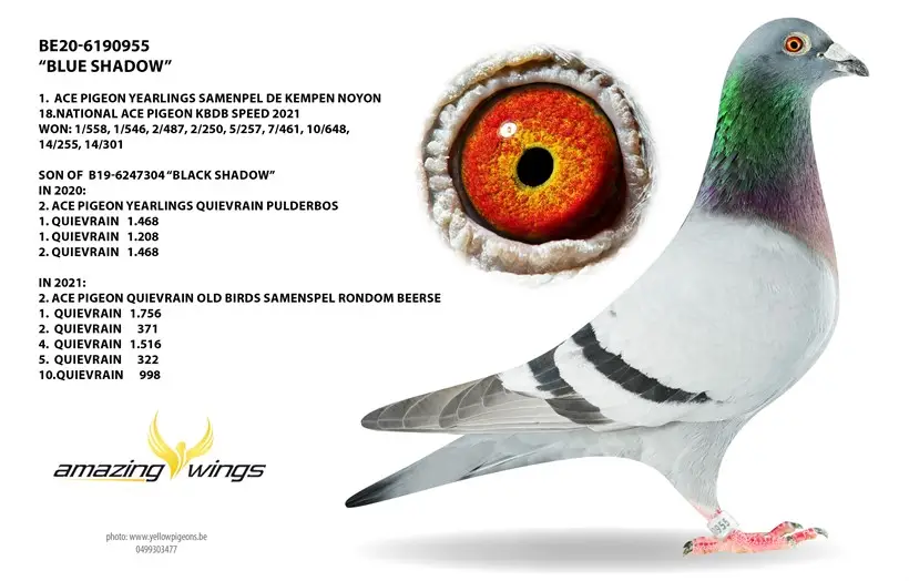 B.20-6190955 - Blue Shadow