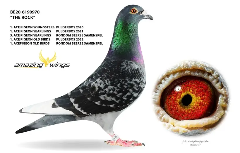 B.20-6190970 - The Rock