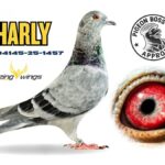 Amazing Wings – The Ultimate Tip from The Pigeon Boss: “Charly” by Hans Nick