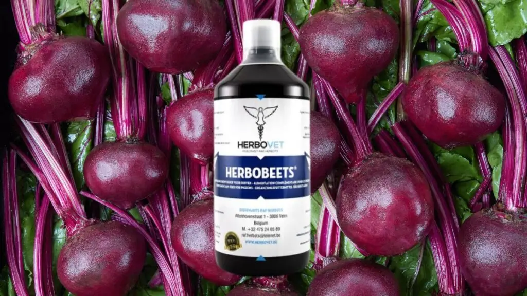 HerboBeets Blog Banner