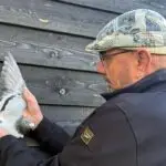 Pigeon Boss Tip The Golden Rule That Builds Champions