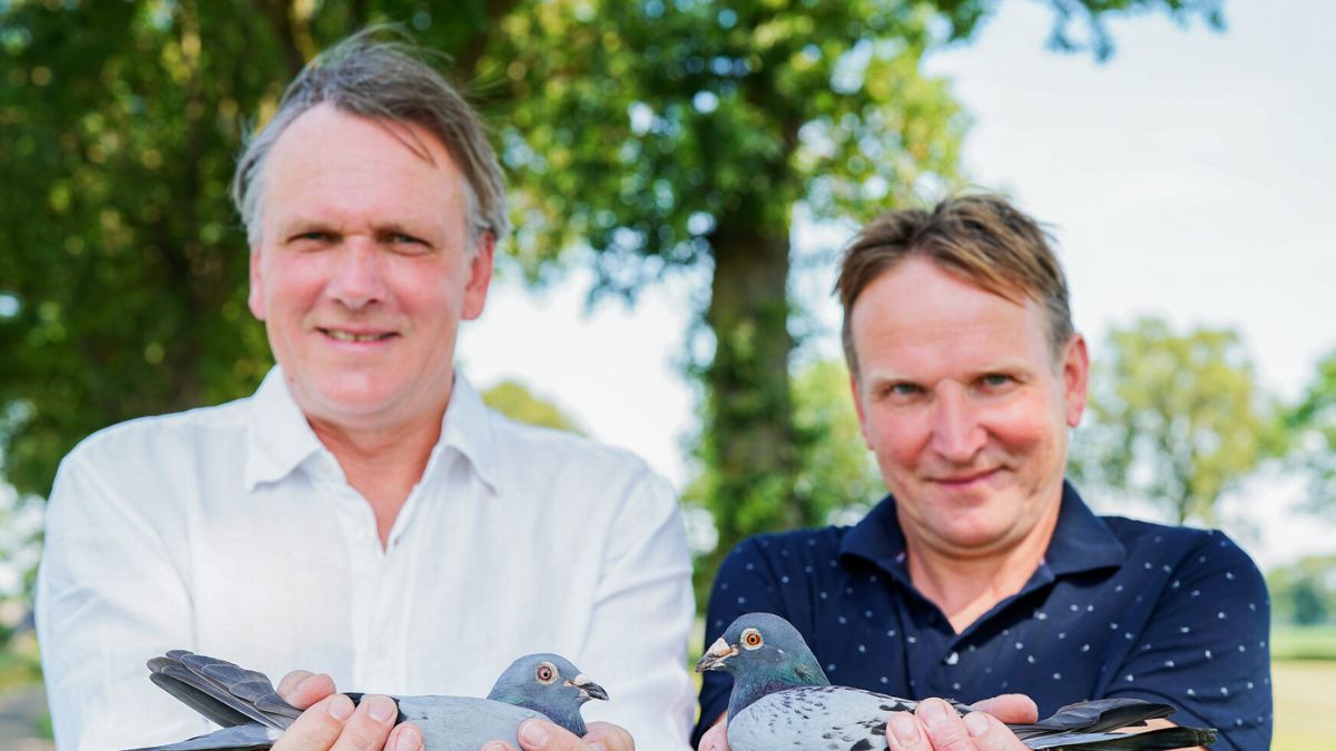 Leideman Pigeons at Amazing Wings – A Once-in-a-Lifetime Pigeon Auction Featuring the Bloodline of “Goed Grijs”