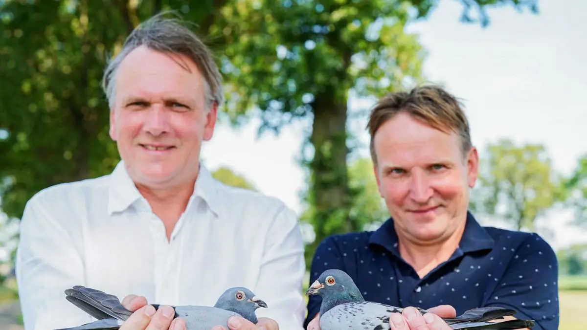 Leideman Brothers Pigeons