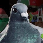 Marlbank One Loft Race South Africa: A Pigeon Boss Approved Success Story