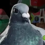 Marlbank One Loft Race South Africa: A Pigeon Boss Approved Success Story