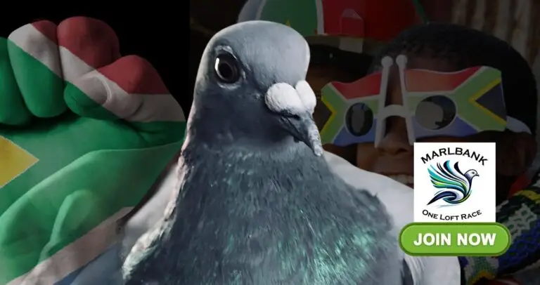 Marlbank One Loft Race South Africa: A Pigeon Boss Approved Success Story