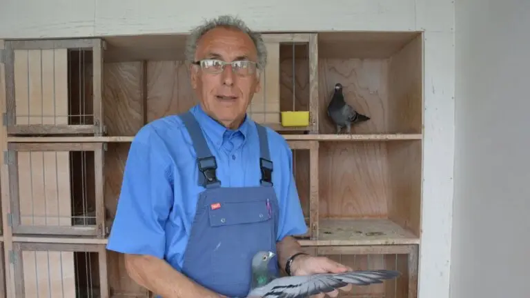 Noel Peiren Pigeons – The Flandrien Spirit for Sale on Amazing Wings