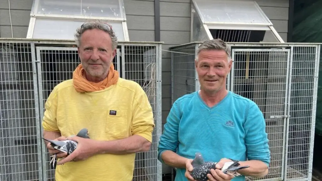 Van Staeyen De Bruyn Pigeons