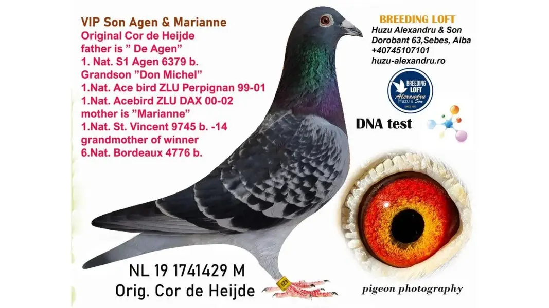 nl-19-1741429-high