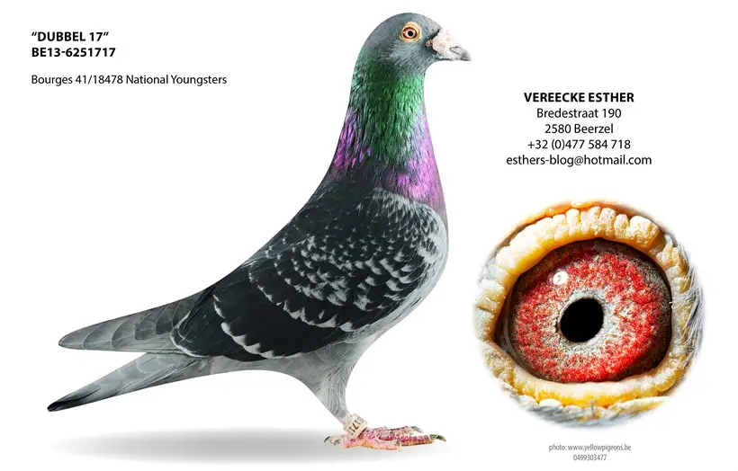 B.13-6251717 - Bubbel 17