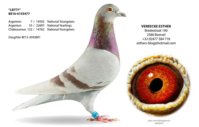 B.16-6155477 - Lefty